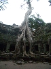 CambodianTree.gif